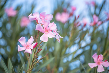 Softly focused pink oleander flowers bloom.