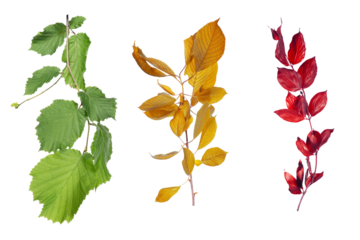 High-quality Isolated autumn red branch, green leaf and yellow foliage on transparent background