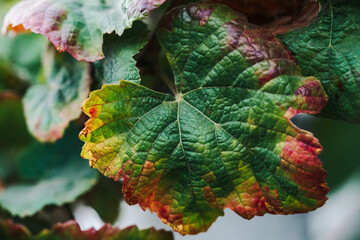 grapevine leaf shows rich green with red and yellow edges.