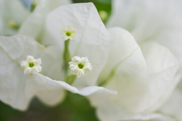 White bougainvillea flowers are shown in dreamy soft focus.