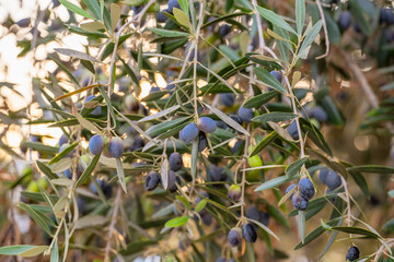 Dark ripe olives cover the branches of an olive tree in warm light.
