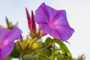 Purple morning glory flower opens wide against the sky.