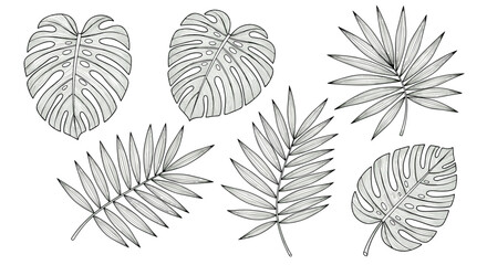 A collection of seven different exotic tropical leaf outlines drawn in black ink.
