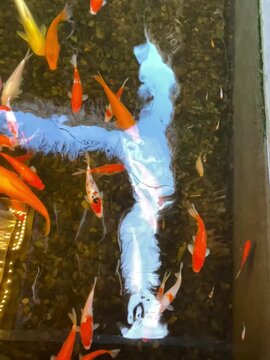 japanese koi fish in pond