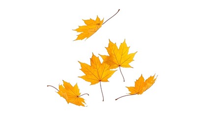 Fototapeta premium Flying yellow autumn maple leaves falling down isolated on white background