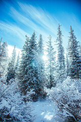 Low angle view of tall, snow-laden pine trees with bright sunlight filtering through the branches and a dynamic, wispy blue sky overhead