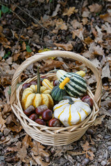 basket full of pumpkins and chestnuts between fallen leaves in the garden, autumn