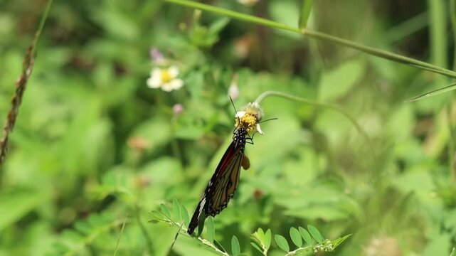 Slow motion video of Common Tiger Butterfly find nectar on grass flowers and fly away.