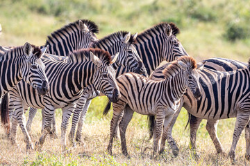 South Africa, Kruger National Park, Burchell's Zebra (Equus quagga burchellii)