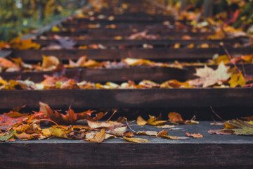 Close Up of Wooden Stairs Covered in Autumn Leaves