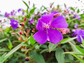 beautiful tibouchina urvilleana blossom in sunlight