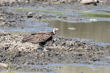 South Africa, Kruger National Park, Hooded Vulture (Necrosyrtes monachus)