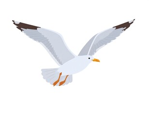 Fototapeta premium Flying seagull, wings outstretched
