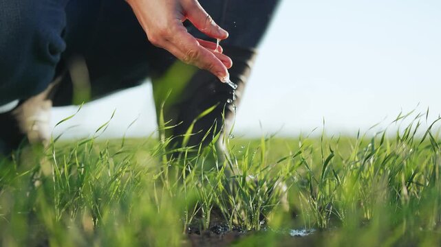 Pouring water onto green grass field with hand nurturing young plant in soil for growth and irrigation drip gentle stream shows water hand grass soil plant growth nature irrigation drip farmer