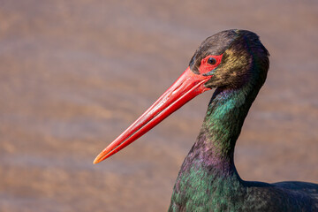 Black Stork (Ciconia nigra)