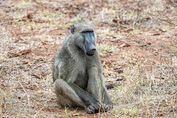 South Africa, Kruger National Park, Chacma Baboon (Papio ursinus)