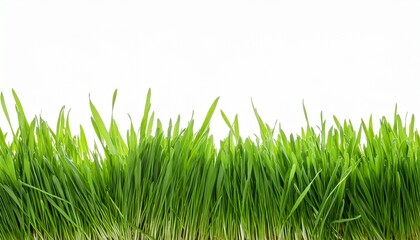 Obraz premium Grass Border Isolated On Transparent Background