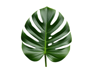 Monstera leaf cutout for spa menus skincare labels, eco packaging mockups or plant shop listings with wedding stationery about social template useful for print-on-demand and marketplace covers