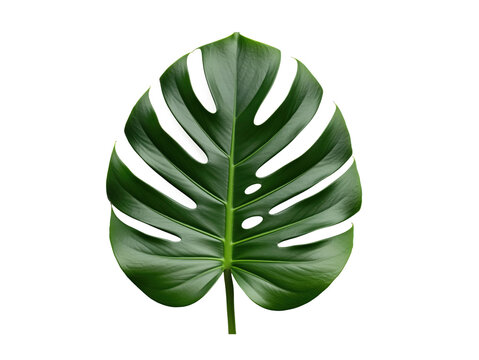 Monstera leaf cutout for spa menus skincare labels, eco packaging mockups or plant shop listings with wedding stationery about social template useful for print-on-demand and marketplace covers - Powered by Adobe