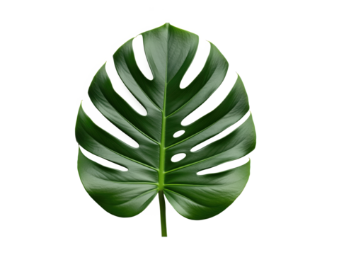 Monstera leaf cutout for spa menus skincare labels, eco packaging mockups or plant shop listings with wedding stationery about social template useful for print-on-demand and marketplace covers