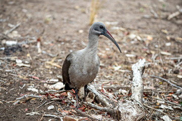 South Africa, Kruger National Park, Hadada Ibis (Bostrychia hagedash)