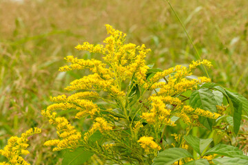 秋に咲くセイタカアワダチソウの花