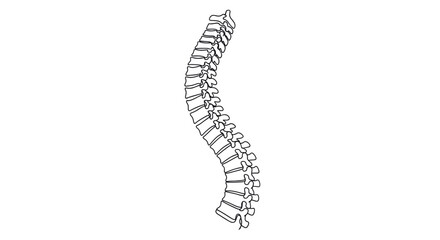 Human spine symbolizing anatomy, orthopedics, and chiropractic healthcare. Line art vector illustration, isolated on a transparent background