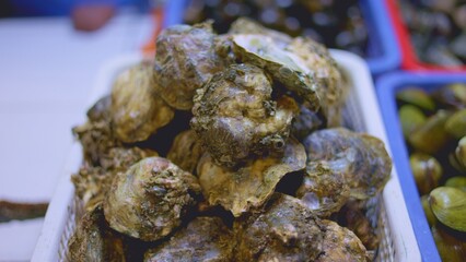 Piled oysters in wet market trays, glistening damp shells, vendor arranging stock, chef inspecting selection, shucker prepping orders, closeup texture and blue stall lighting creating artisanal