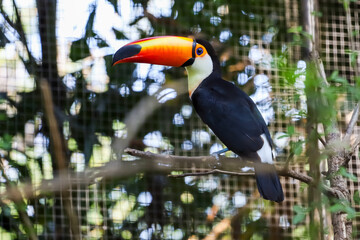 The toco toucan bird on the wood tree