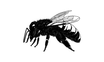 vector illustration of a fly