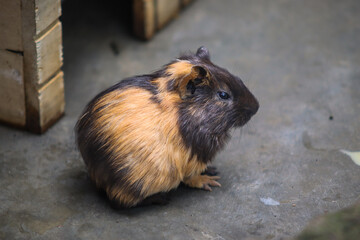 Tricolor Guinea Pig with Black, Brown, and Orange Fur on Wet Floor Close Up