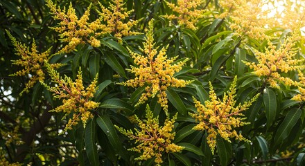 Vibrant Mango Tree Blossoms in Sunlight: A Symbol of Tropical Abundance and Growth