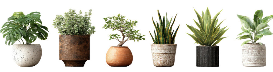 Assorted potted plants in various containers