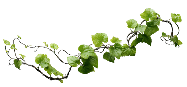 Green vine with leaves twirling on black background