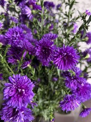 purple flowers in the garden