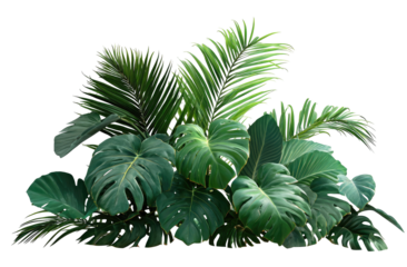 Lush tropical foliage cluster