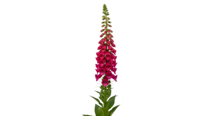 Tall vibrant pink foxglove flower with green stem and leaves isolated on transparent background