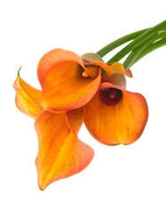 Three vibrant orange calla lilies against white