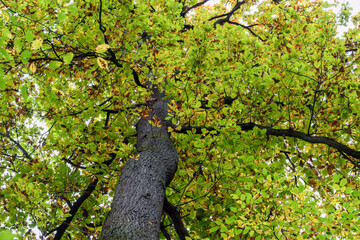 A tree with green leaves and brown leaves