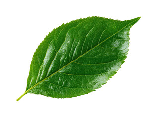 Obraz premium Close-up of a vibrant green leaf, sharply focused, with a slightly pointed tip and serrated edges. Well-defined veins