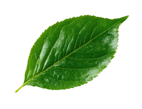 Close-up of a vibrant green leaf, sharply focused, with a slightly pointed tip and serrated edges.  Well-defined veins