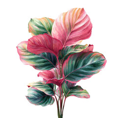 Vibrant pink and green plant leaves.  Detailed illustration of tropical foliage