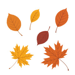 Fototapeta premium Autumn leaves illustration in warm orange and yellow hues isolated on a transparent background fall leaf