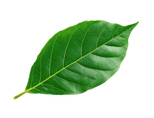 Close-up of a vibrant green leaf, exhibiting distinct veins