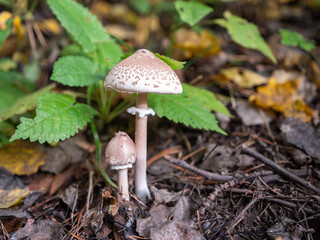 Parasol mushrooms (Macrolepiota) growing on the forest floor among autumn leaves and plants.