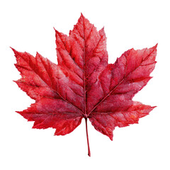 Vibrant crimson maple leaf, detailed veins