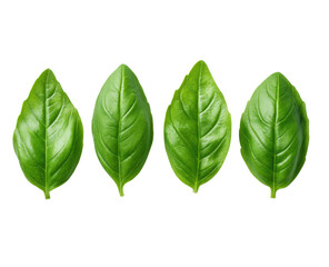 Close-up of four vibrant green basil leaves, arranged in a horizontal row against a black background.  Each leaf displays a smooth texture and a slightly pointed shape
