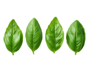 Close-up of four vibrant green basil leaves, arranged in a horizontal row against a black background.  Each leaf displays a smooth texture and a slightly pointed shape