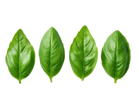Close-up of four vibrant green basil leaves, arranged in a horizontal row against a black background.  Each leaf displays a smooth texture and a slightly pointed shape