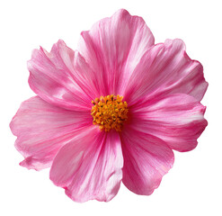 Close-up of a single, vibrant pink cosmos flower, featuring delicate, ruffled petals surrounding a central, golden-yellow stamen.  Soft light highlights the flower's texture